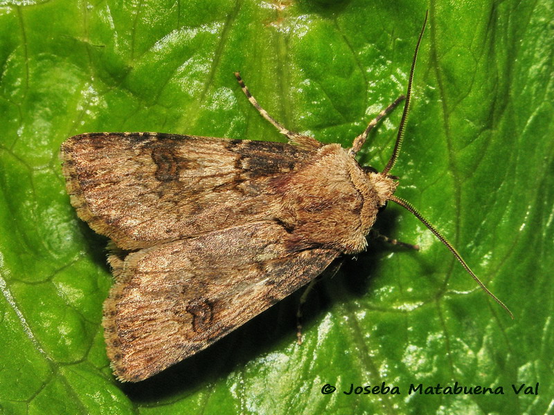 Agrotis puta - Noctuidae